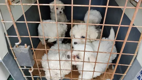 MOSELLE : 12 chiots sauvés d'un trafic par la gendarmerie 